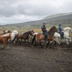 Two riders on Icelandic horses leading a free-running herd through volcanic terrain during an Íshestar multi-day horseback riding tour in Iceland.