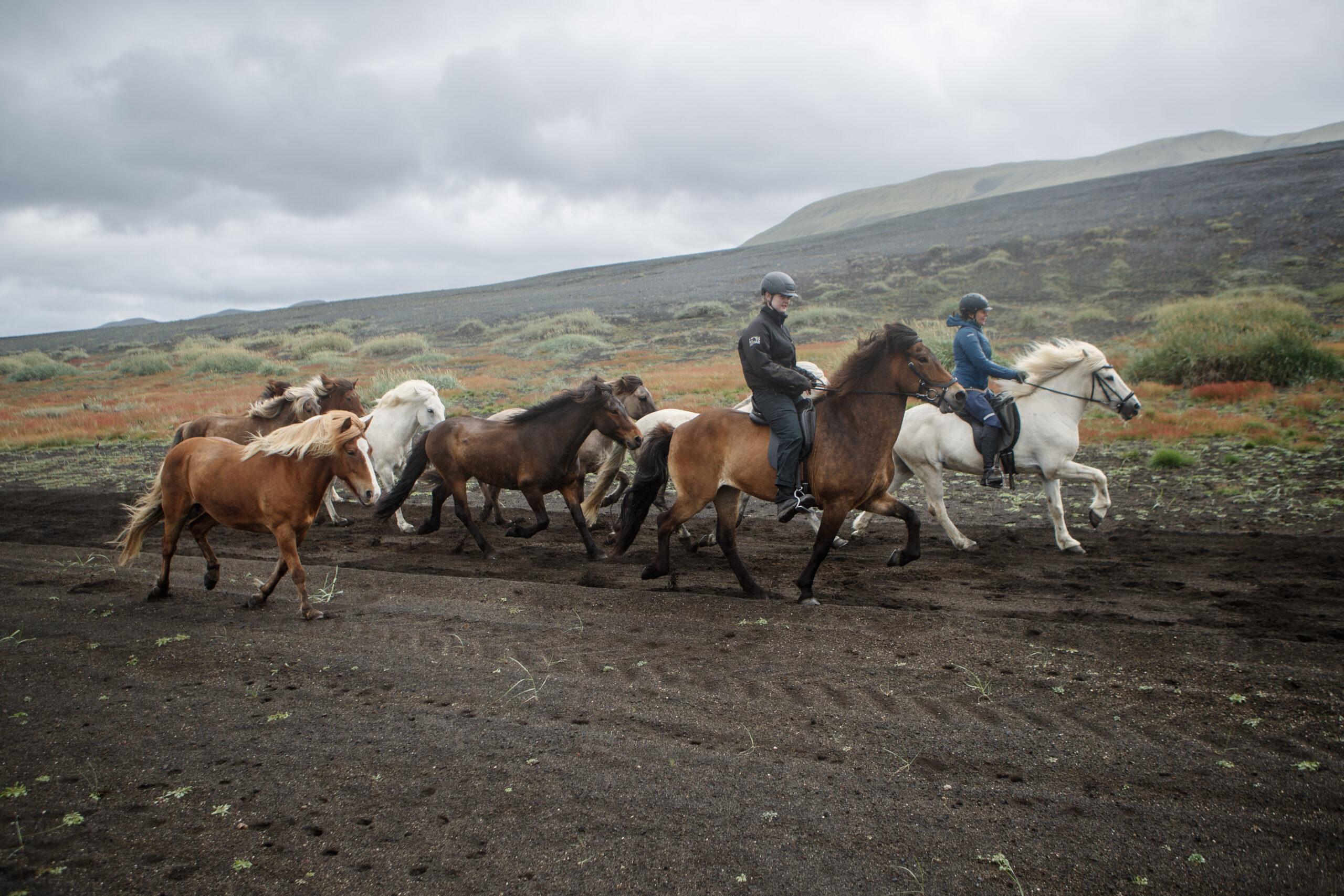 Two riders on Icelandic horses leading a free-running herd through volcanic terrain during an Íshestar multi-day horseback riding tour in Iceland.